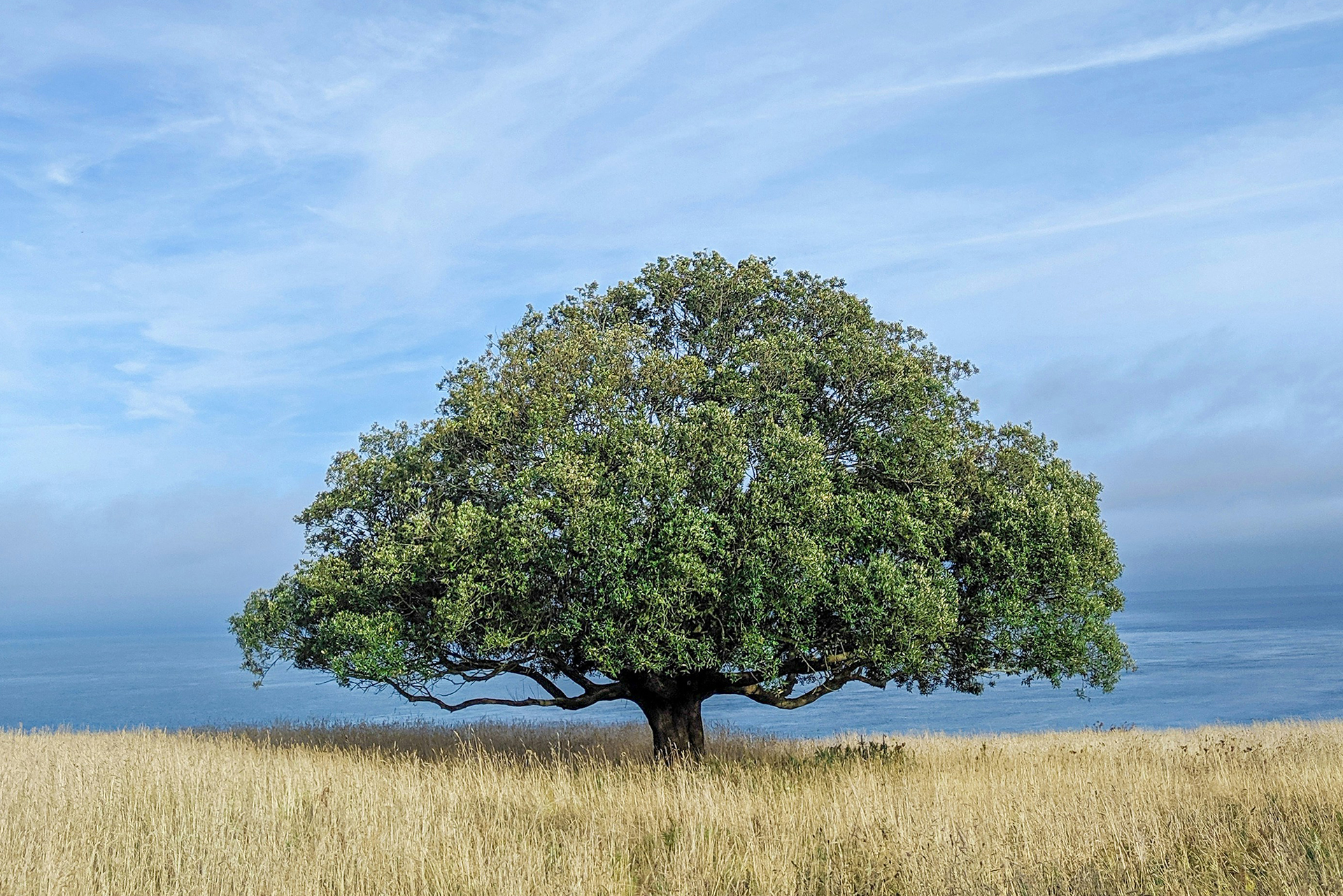 Tree for strength and wisdom of women