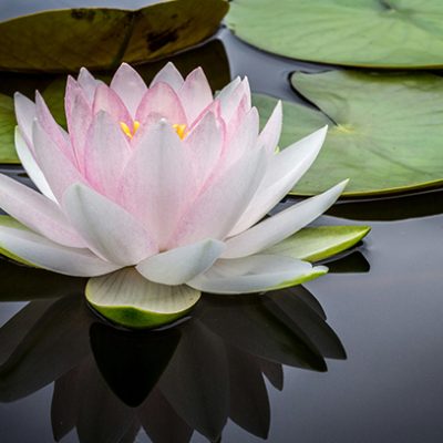 About us _ strength of a woman shespell